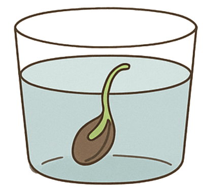 Step 2: Sprout the seed