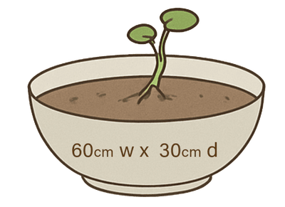Step 3: Plant the seedling
