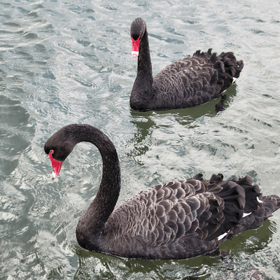 Bills photograph of Geese at Williamstown